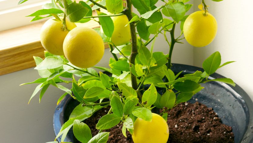 5 Essential Tips for Meyer Lemon Seedling Care