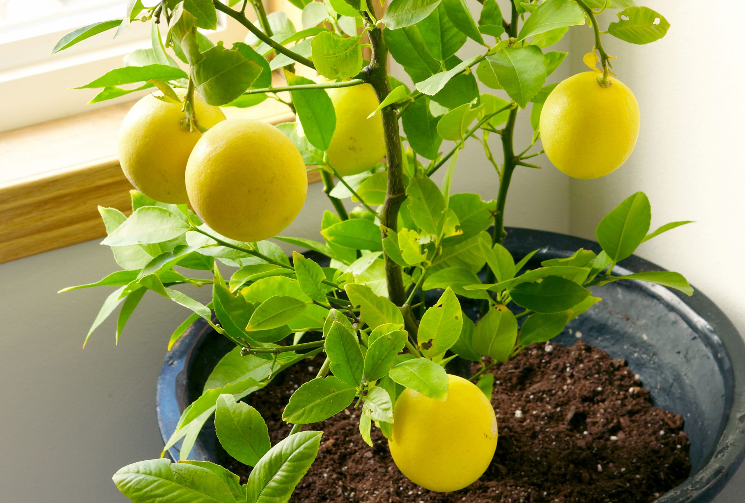 5 Easy Tips for Healthy Lemon Seedling Care