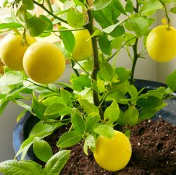 5 Essential Tips for Citrus Seedling Care: A Guide for Beginners