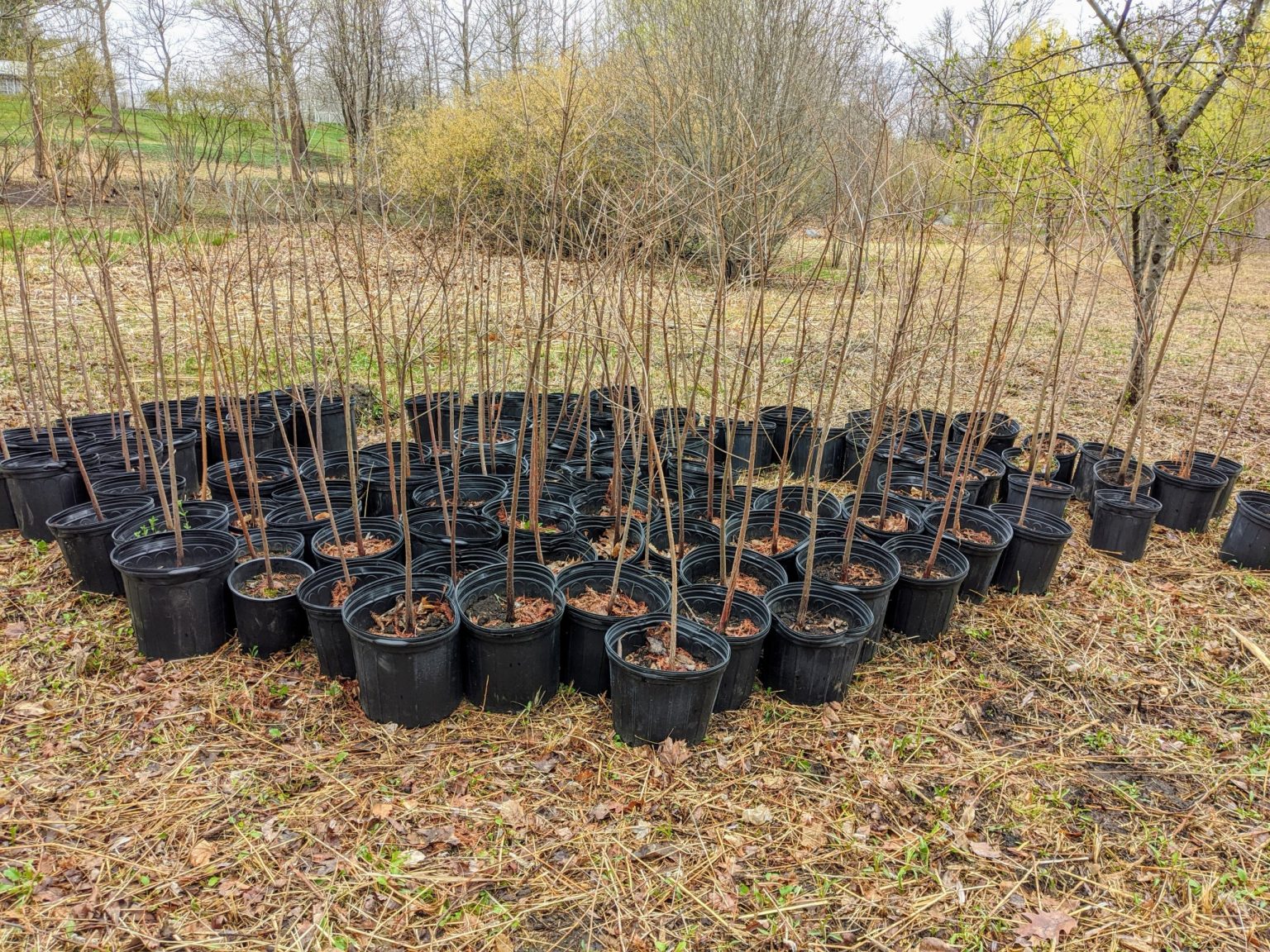 How to Care for Your Bald Cypress Seedling: 7 Easy Steps