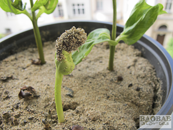 5 Easy Tips for Baobab Seedling Care: Grow Healthy Trees from the Start