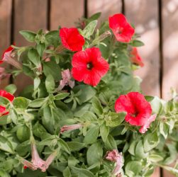 5 Essential Tips for Raising Happy Petunia Seedlings