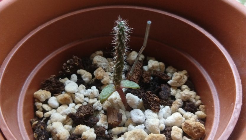 5 Easy Tips for Cactus Seedling Care