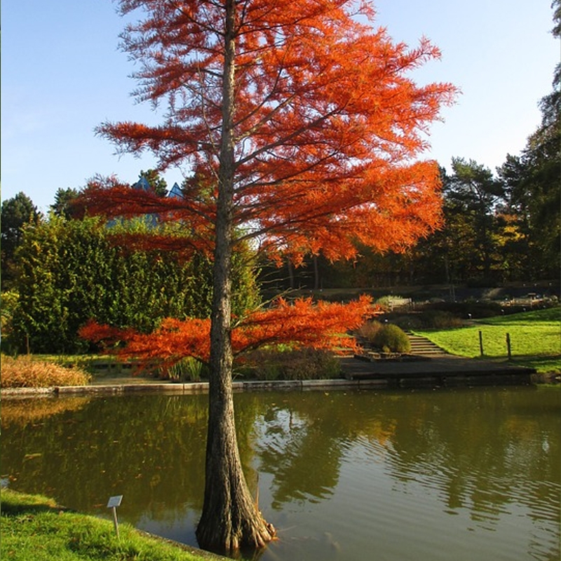 How to Care for Your Bald Cypress Seedling: 7 Easy Steps