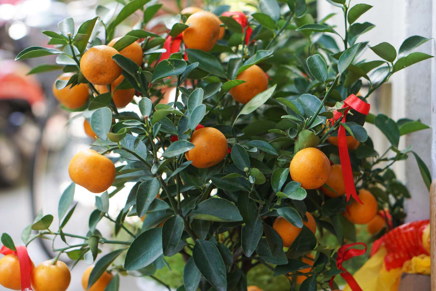 5 Easy Tips for Orange Seedling Care