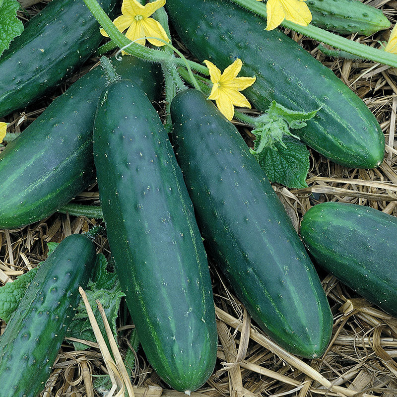 5 Easy Tips for Cucumber Seedling Care