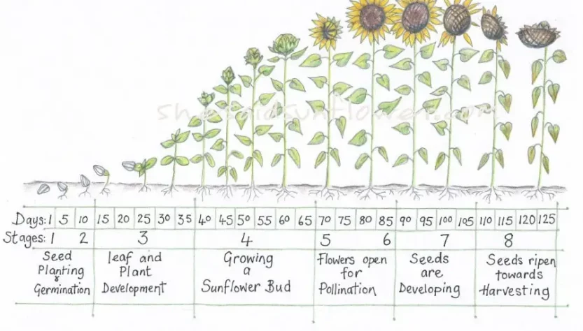 5 Easy Tips for Caring for Sunflower Seedlings
