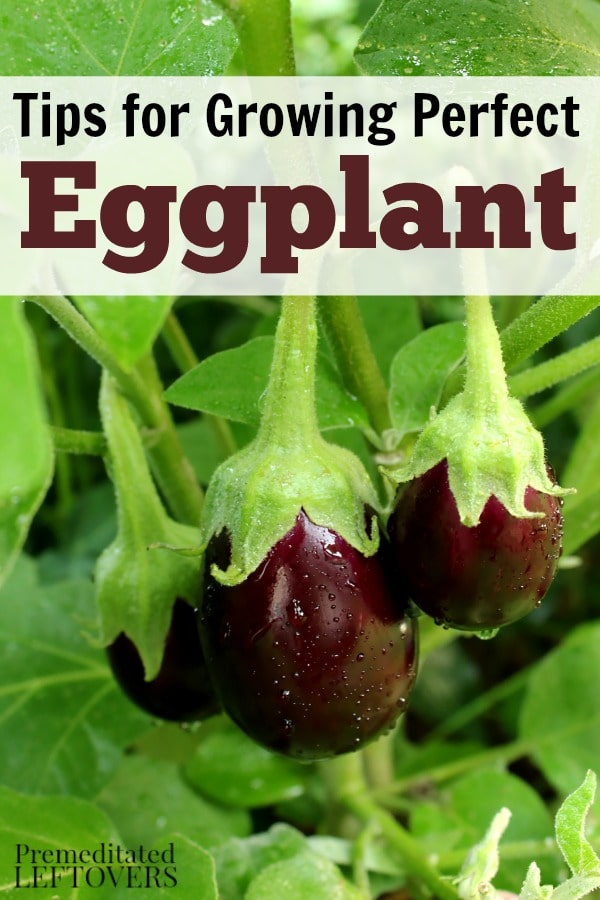 5 Easy Tips for Healthy Eggplant Seedling Care