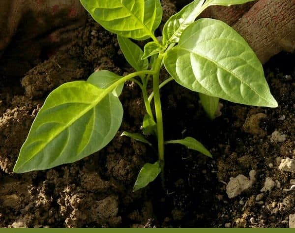 5 Easy Steps for Successful Vegetable Seedling Transplanting