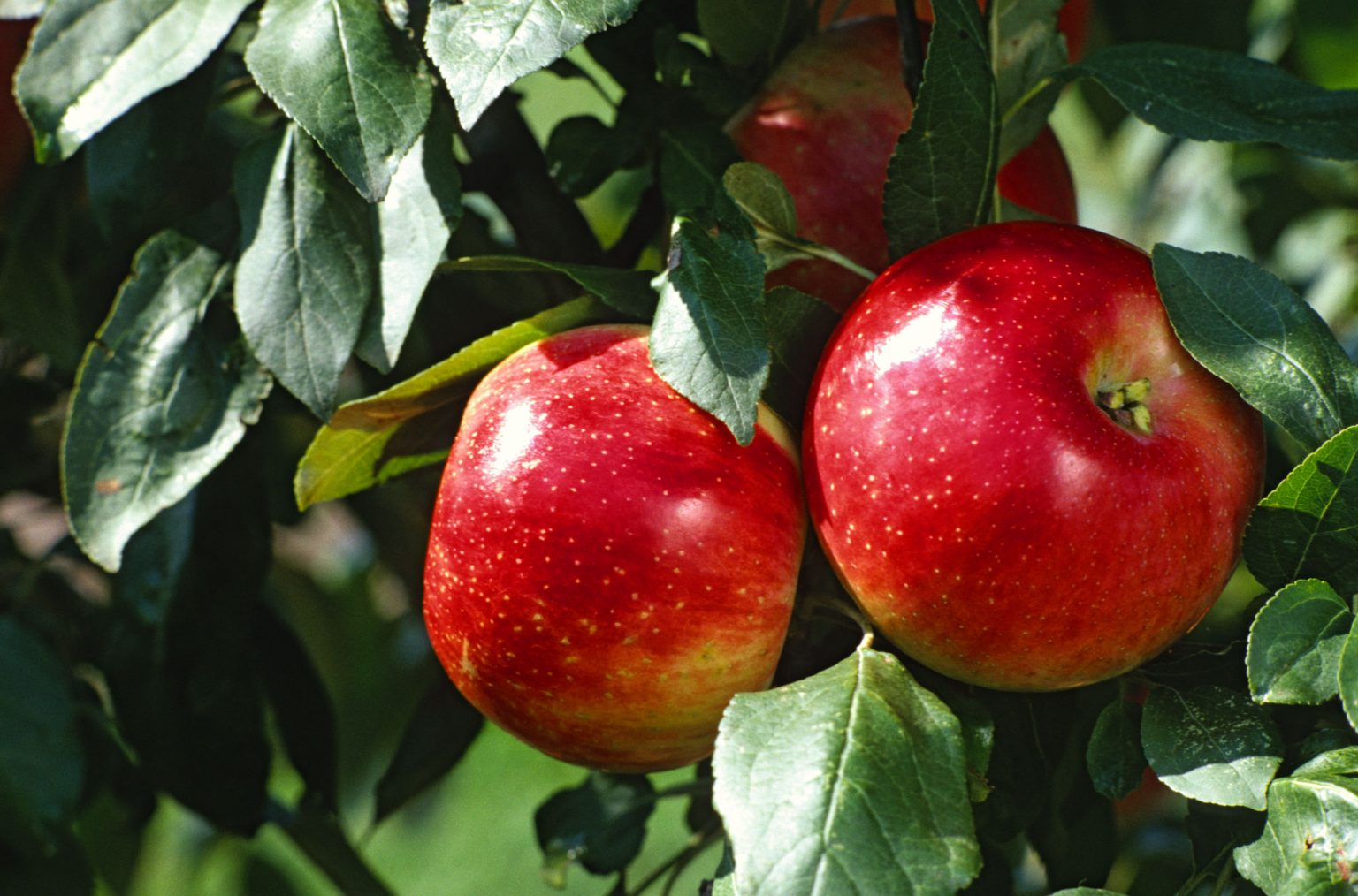 5 Easy Tips for Growing Healthy Apple Seedlings