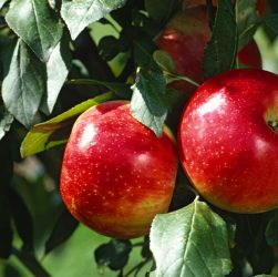 5 Easy Tips for Growing Healthy Apple Seedlings