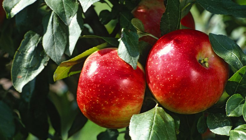 5 Easy Tips for Growing Healthy Apple Seedlings