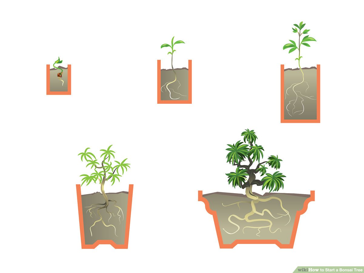 How to Care for Your Bonsai Tree Seedling: 5 Essential Tips
