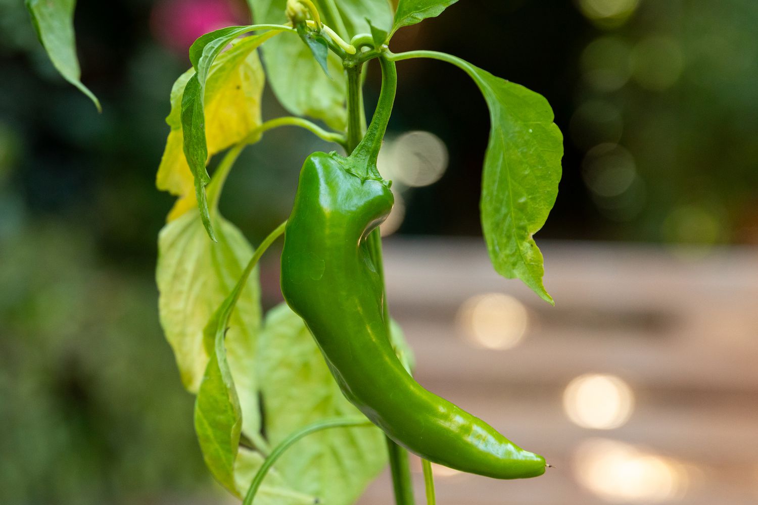 5 Easy Tips for Caring for Your Pepper Seedlings