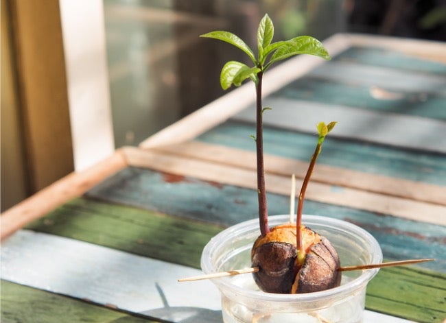5 easy tips for caring for your avocado seedling at home