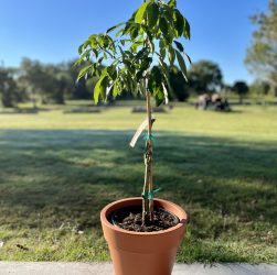 5 Easy Tips for Growing Healthy Lychee Seedlings