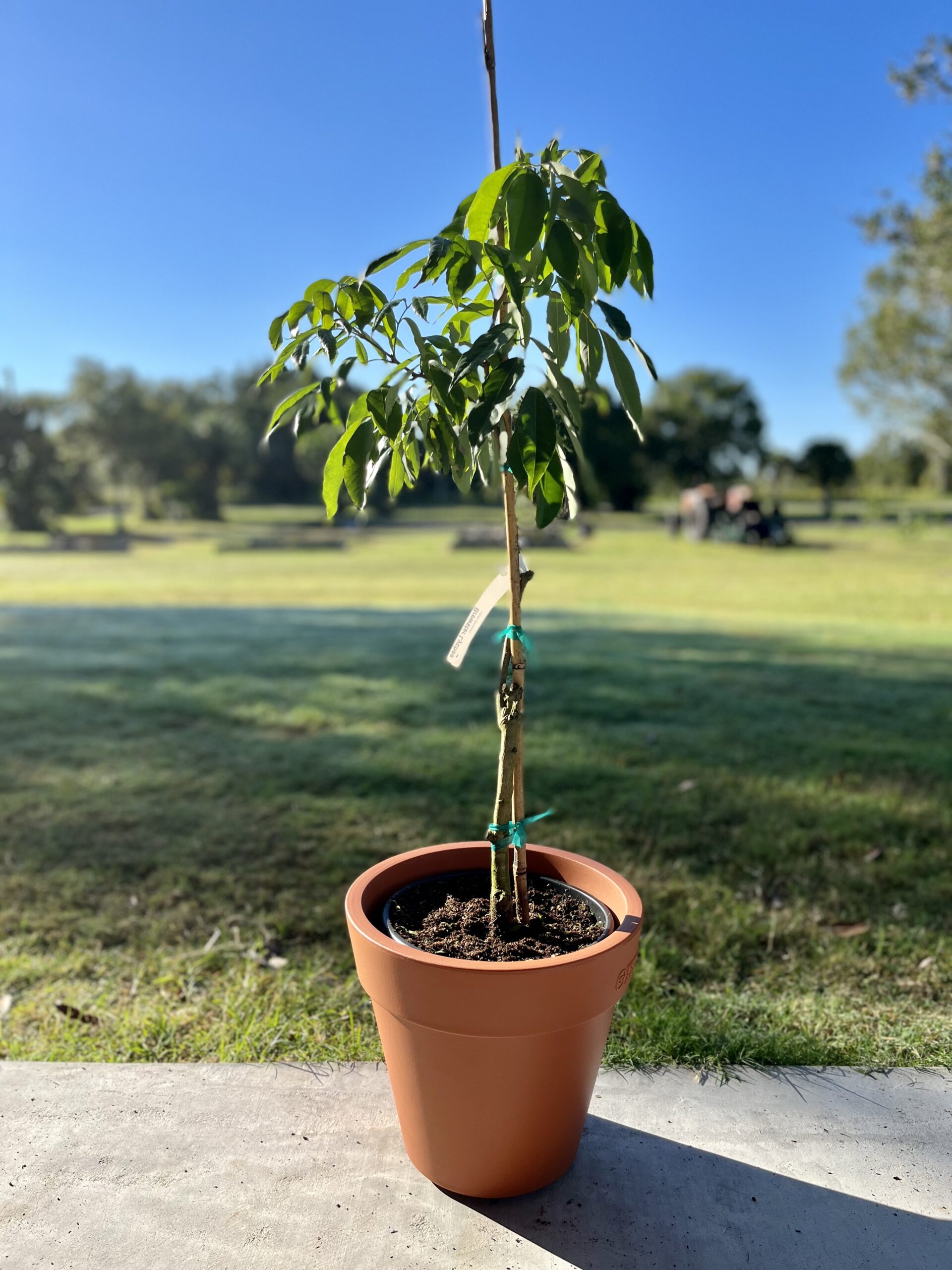 5 Easy Tips for Growing Healthy Lychee Seedlings