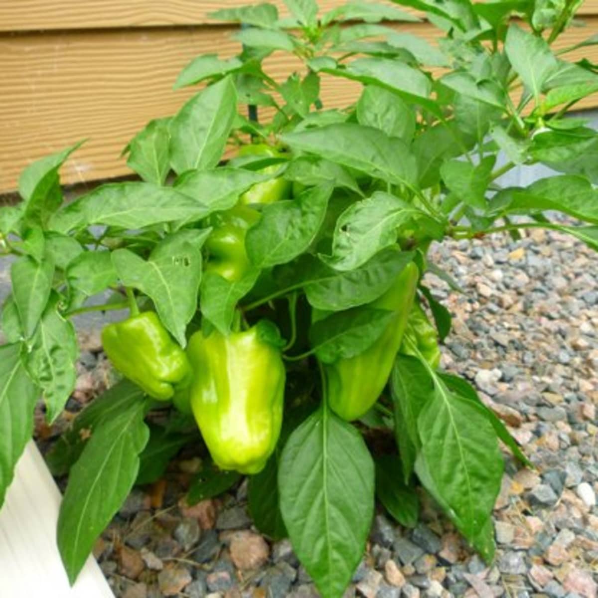 5 Easy Tips for Caring for Your Pepper Seedlings