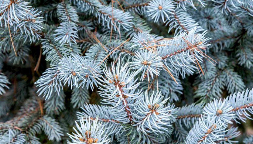 5 Easy Tips for Caring for Your Blue Spruce Seedlings