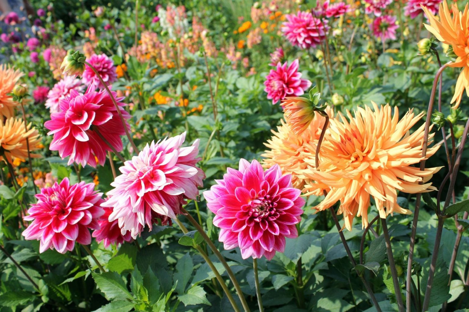 Top 5 Tips for Caring for Dahlia Seedlings