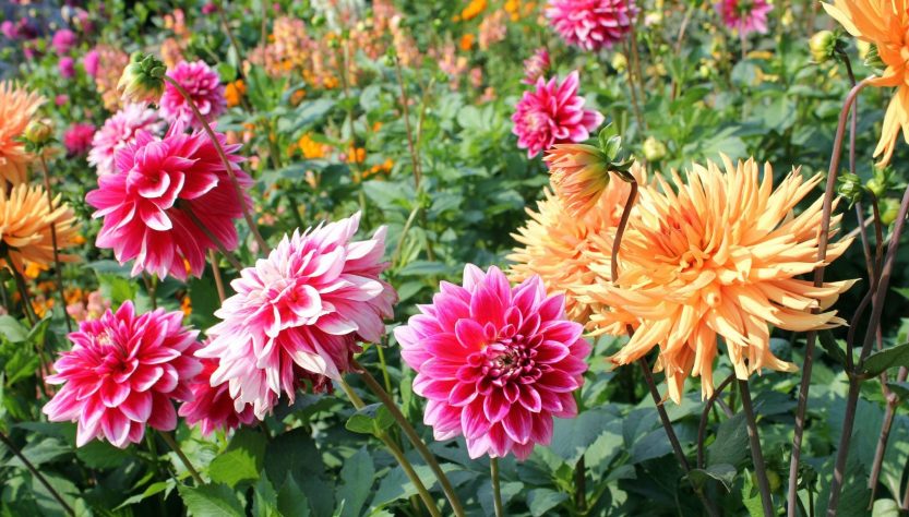 Top 5 Tips for Caring for Dahlia Seedlings