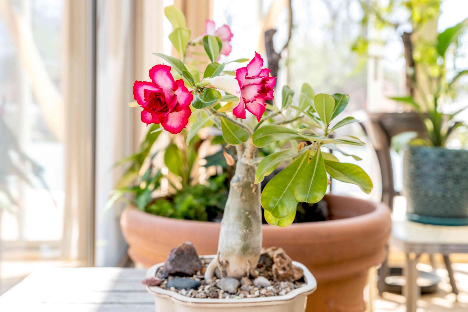 7 Essential Tips for Desert Rose Seedling Care