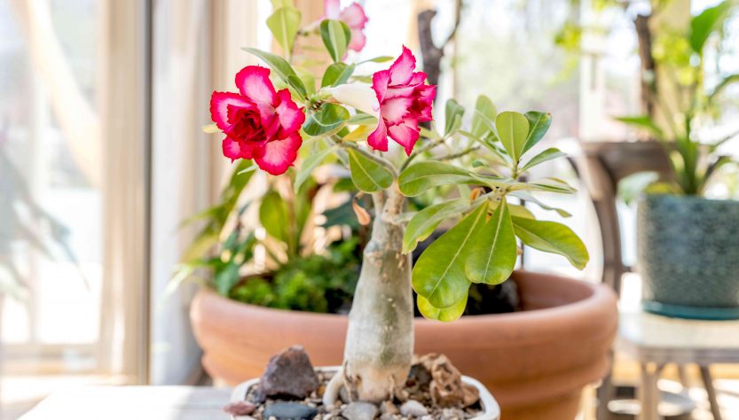 7 Essential Tips for Desert Rose Seedling Care