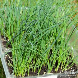 5 Easy Tips for Caring for Your Onion Seedlings at Home