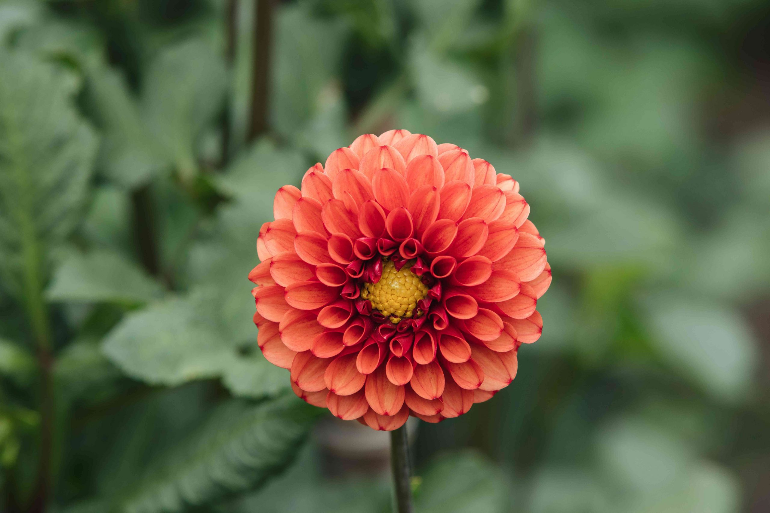 Top 5 Tips for Caring for Dahlia Seedlings