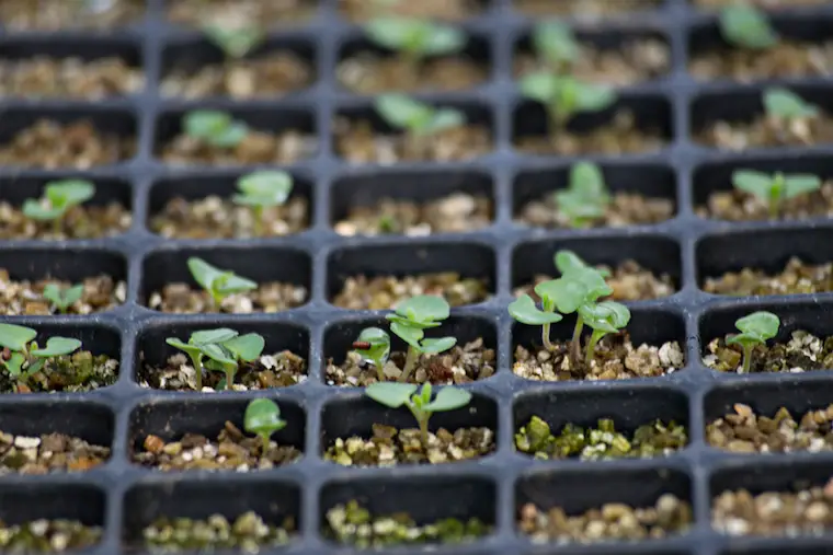 5 Easy Tips for Caring for Lavender Seedlings