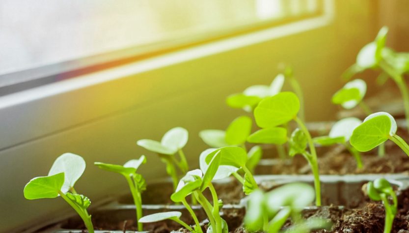 5 Tips for Growing Healthy Seedlings Indoors