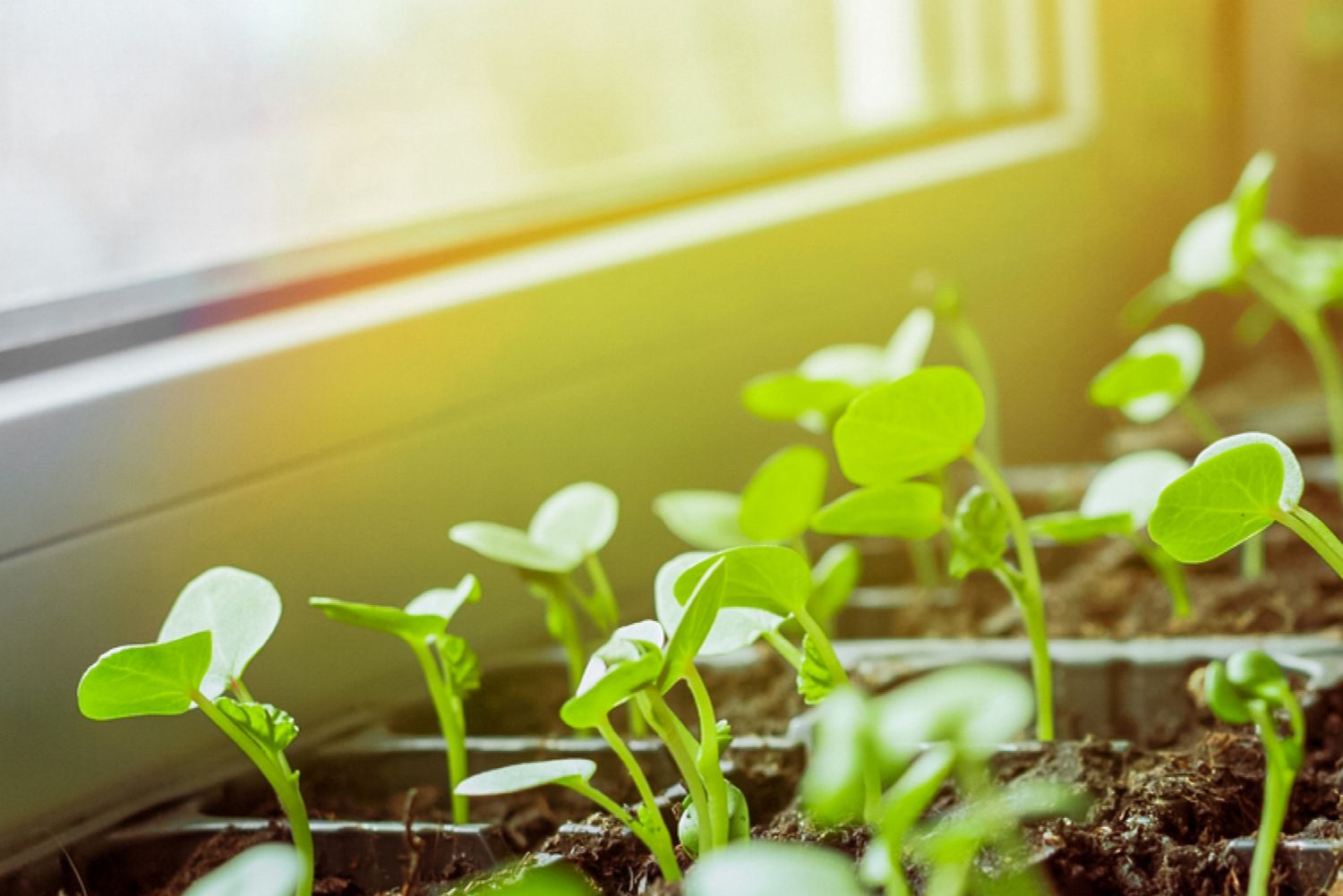 5 Tips for Growing Healthy Seedlings Indoors