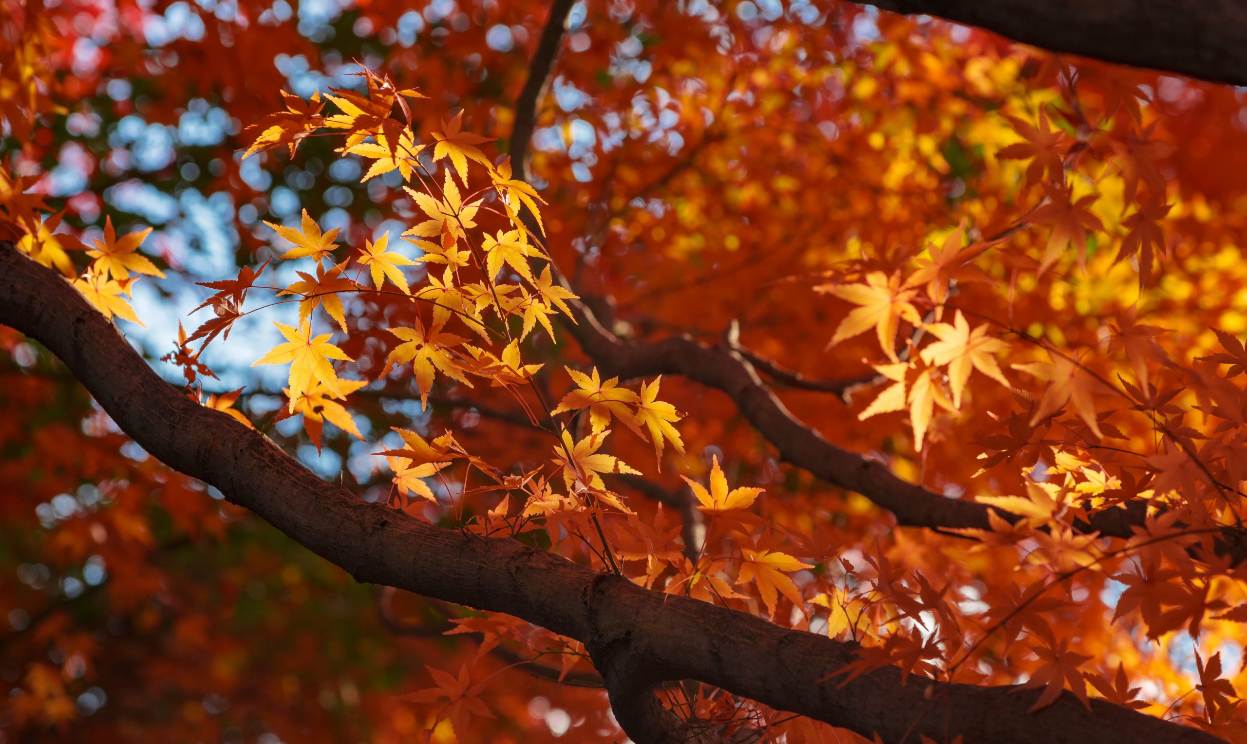 How to Care for Your Maple Tree Seedlings: 5 Simple Tips
