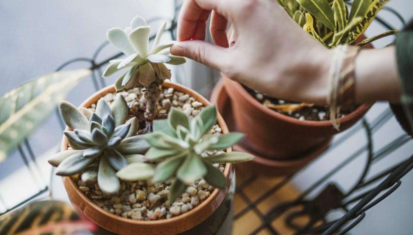 5 Simple Tips for Caring for Succulent Seedlings