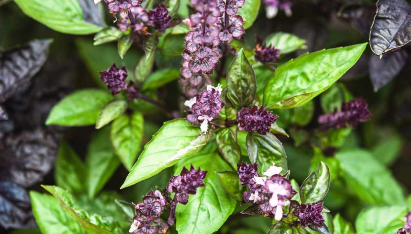 5 Easy Ways to Care for Your Basil Seedlings