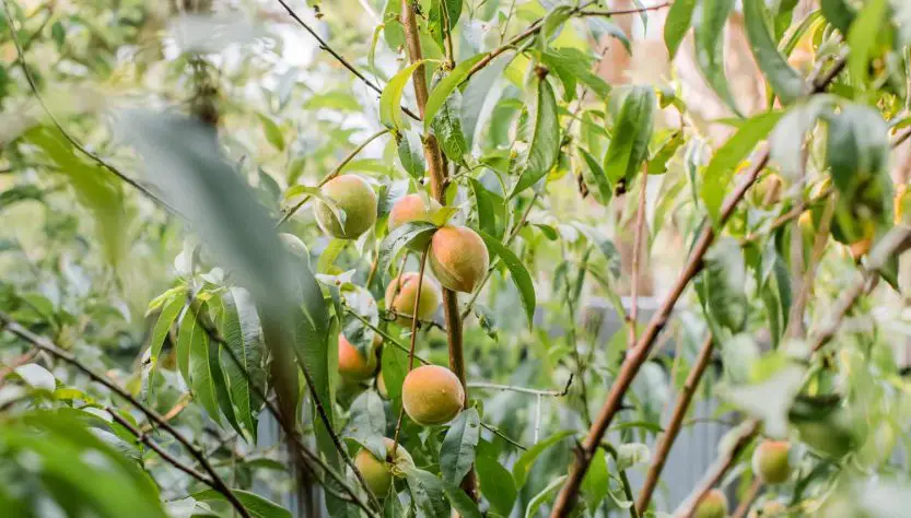 5 Easy Steps for Peach Tree Seedling Care