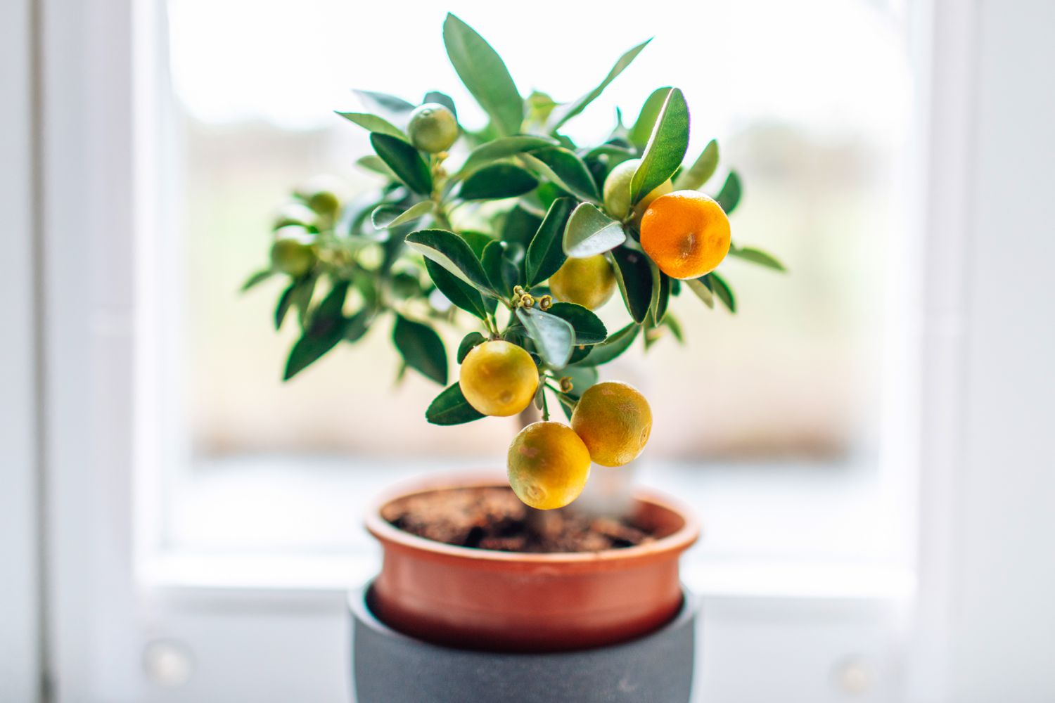 5 Easy Tips for Healthy Grapefruit Seedling Care