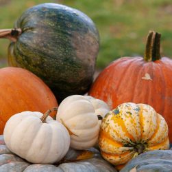 5 Easy Tips for Healthy Pumpkin Seedling Growth