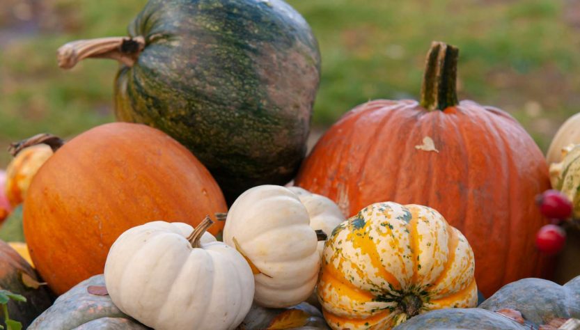 5 Easy Tips for Healthy Pumpkin Seedling Growth
