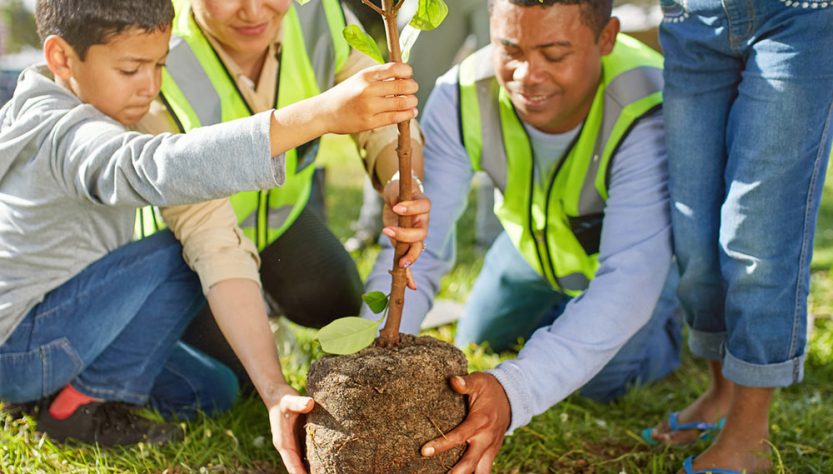 5 Easy Ways to Care for Your Tree Seedlings