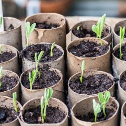 How to Care for Sweet Pea Seedlings: 5 Simple Tips