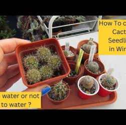 How to Care for Cactus Seedlings: 5 Essential Tips