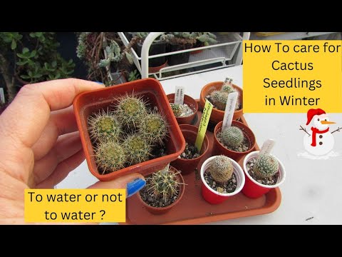 How to Care for Cactus Seedlings: 5 Essential Tips