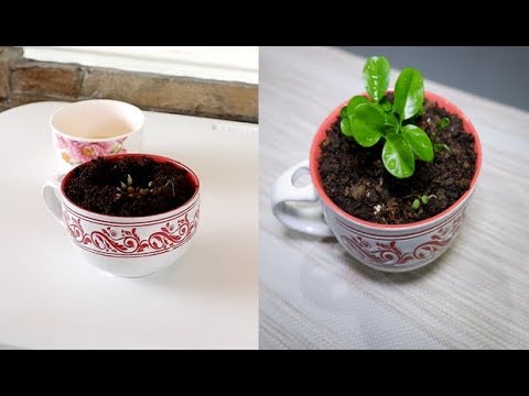 5 Tips for Happy Calamansi Seedling Care