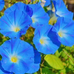 5 Essential Tips for Morning Glory Seedling Care