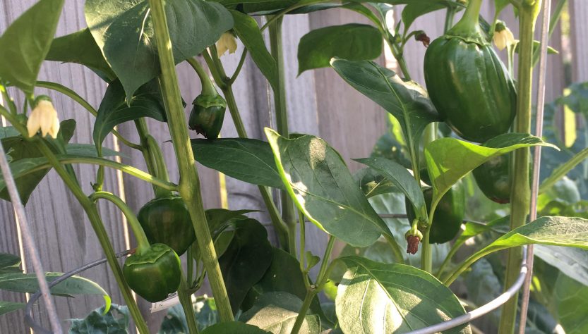 How to Care for Bell Pepper Seedlings: 5 Easy Tips