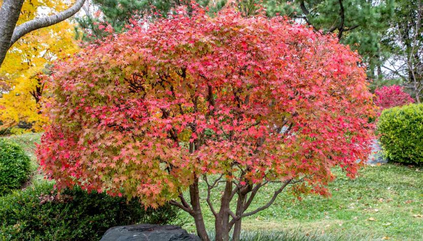 How to Care for Your Japanese Maple Seedlings: 5 Essential Tips