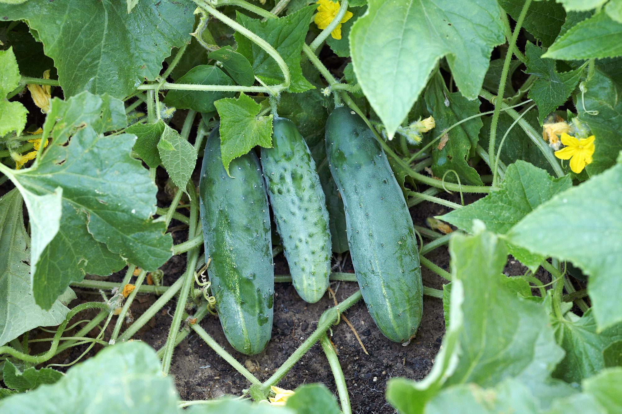 6 Simple Tips for Caring for Cucumber Seedlings