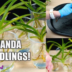 5 Easy Tips for Healthy Vanda Seedling Care