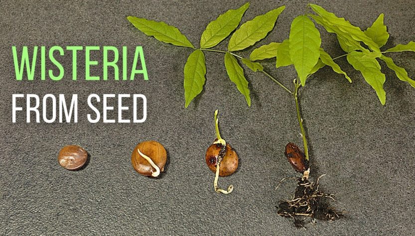 5 Easy Tips for Wisteria Seedling Care
